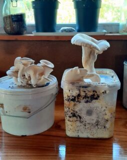 oesterzwammen op koffie-prut