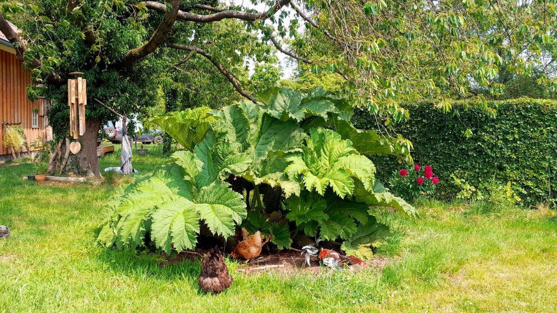 Dit is een Gunera. De bladeren worden wel 2 meter doorsnede. De kippen houden de grond goed los er onder.