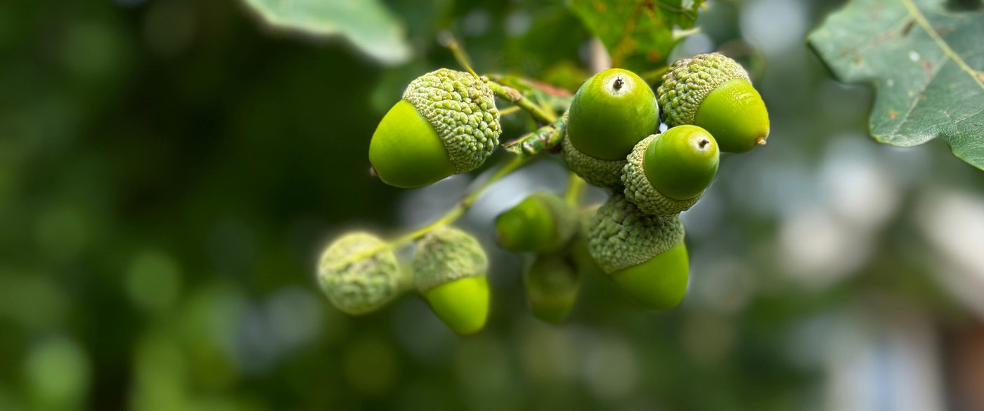 GROENE AARDE LEEF NATUURLIJKER EN GEZONDER